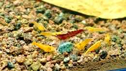 aquarium-von-thilo-shrimp-pool_Orange Sakura