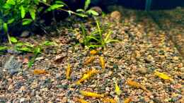 aquarium-von-thilo-shrimp-pool_