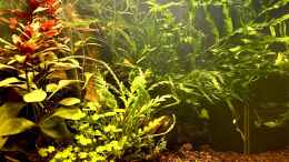 aquarium-von-thilo-shrimp-pool_