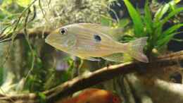 aquarium-von-jonnygranato-altifrons_Geophagus Jatapu