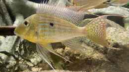 Foto mit Geophagus altifrons Tocantins