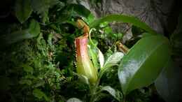 Foto mit Nepenthes