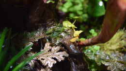 aquarium-von-junglist-springschwanzhausen_Selaginella ssp., Ficus pumila var. Mini