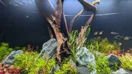 aquarium-von-der-loucy-450l-rotala-garten_Wurzel