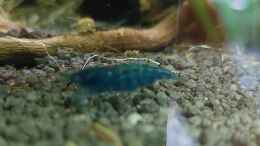 aquarium-von-suedamerikafan-suedamerika_Neocaridina Blue Dream