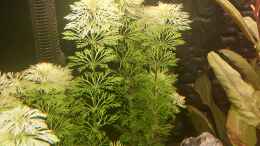 aquarium-von-suedamerikafan-suedamerika_Limnophila sessiliflora