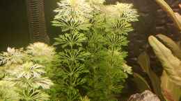 aquarium-von-suedamerikafan-suedamerika_limnophila sessiliflora