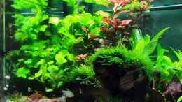 aquarium-von-rallepigalle-becken-44954_