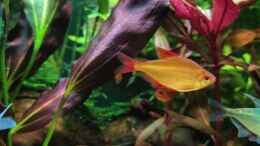 aquarium-von-rallepigalle-becken-44954_