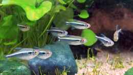 aquarium-von-rallepigalle-becken-44954_