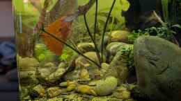 aquarium-von-tobes-nano-cube-60_Corys