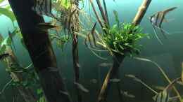 aquarium-von-jonnygranato-altum-atabapo_Pterophylum altum