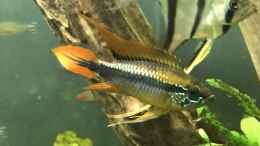 aquarium-von-jonnygranato-altum-atabapo_Apistogramma agassizii