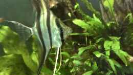 aquarium-von-jonnygranato-altum-atabapo_Pterophylum altum