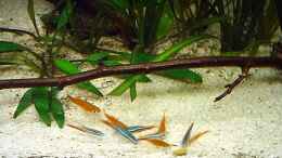 aquarium-von-dennis-klusmann-becken-4513_