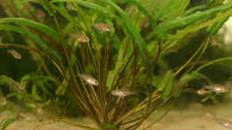 aquarium-von-andreas-werth-becken-455_schmalblättrige Cryptocoryne wendtii-Variante (Foto aus ein