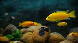 aquarium-von-christopher-luehrs-becken-4556_Lab. caeruleus yellow