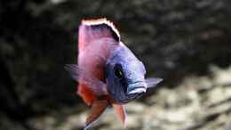 aquarium-von-nivus-malawi-showbecken_Protomelas taeniolatus M