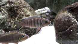 aquarium-von-nivus-malawi-showbecken_Pseudotropheus zebra long pelvic W