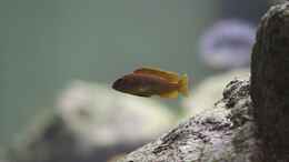 aquarium-von-nivus-malawi-showbecken_Iodotropheus sprengerae W