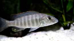 Foto mit Sciaenochromis fryeri W