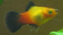 aquarium-von-frank-foerster-becken-4602_Deutschland-Platy