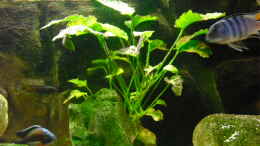 aquarium-von-fischfanaq-becken-4607_Anubias