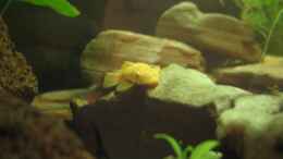 aquarium-von-eleni-korostelis-becken-4631_