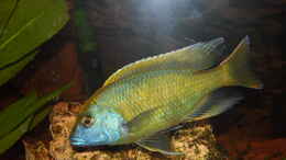 aquarium-von-mr-boombaschtic-malawibecken_Venustus Maennle