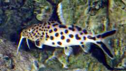 aquarium-von-rainer-fassbender-becken-4685_Synodontis multipunctatus