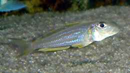 aquarium-von-rainer-fassbender-becken-4685_Xentilapia ochrogenys Kavalla (Jungtier mit 6cm)