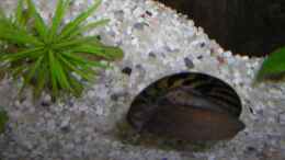 aquarium-von-ronny-meyer-becken-4694_Zebrarennschnecke