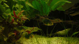 aquarium-von-ronny-meyer-becken-4694_Sumatrabarben Bild 1