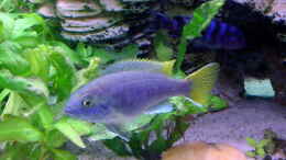 aquarium-von-krebstante4373-becken-4728_Pseudotropheus acei