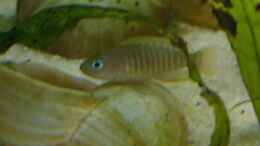 aquarium-von-jenny-neolamprologus-multifasciatus_altes Bild