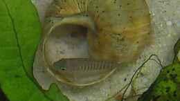 aquarium-von-jenny-neolamprologus-multifasciatus_altes Bild