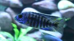 aquarium-von-sergio-raimundo-becken-4790_Sciaenochromis Fryeri Bock M