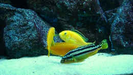 aquarium-von-christian-dornieden-becken-4815_Update 28.12.2007