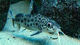 aquarium-von-christian-dornieden-becken-4815_Synodontis multipunctatus Vielpunkt Fiederbartwels