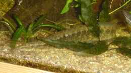 aquarium-von-nico-nowotny-becken-4819_N Stachelaal