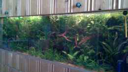 aquarium-von-nico-nowotny-becken-4819_