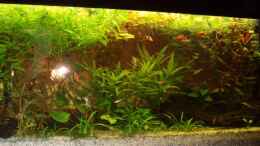 aquarium-von-rafael--nicky-portillo-becken-4828_