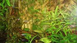 aquarium-von-rafael--nicky-portillo-becken-4828_