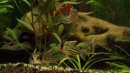 aquarium-von-rafael--nicky-portillo-becken-4828_