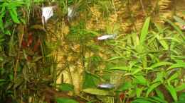 aquarium-von-rafael--nicky-portillo-becken-4828_