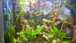 aquarium-von-sebastian-buettner-becken-4836_