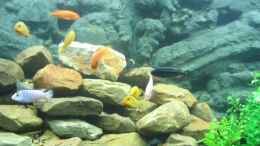 aquarium-von-lars-kuepper-becken-484_