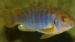 Foto mit Labidochromis hongi (red Top kimpuma)