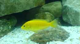 aquarium-von-dommi-becken-4867_Labidochromis caeruleus Yellow