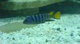 aquarium-von-dommi-becken-4867_Pseudotropheus Elongatus yellow tail